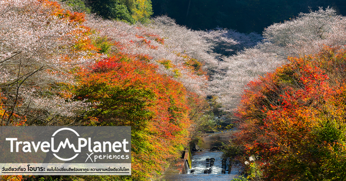 โอบาระ ซากุระ ใบไม้เปลี่ยนสี Obara Sakura Autumn